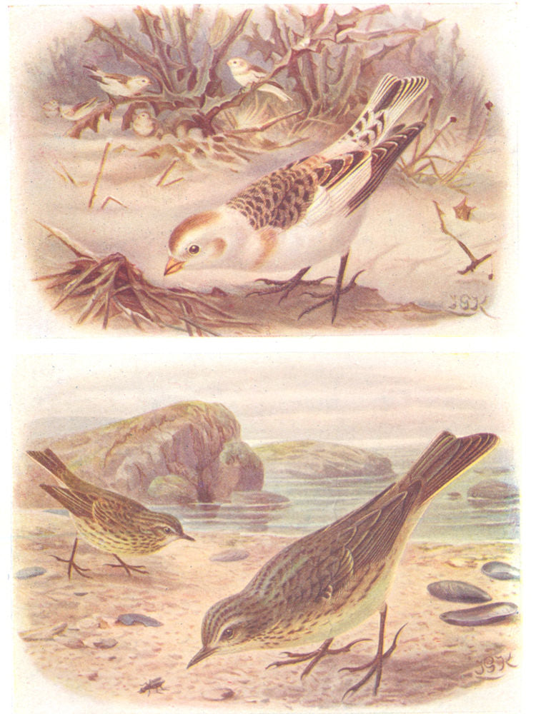 BRITISH BIRDS. Snow-Bunting (Winter) Rock-Pipit. THORBURN 1925 old print